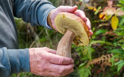 Boletus edulis: tutto quello che devi sapere e che non ti è mai stato detto