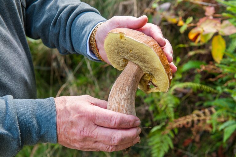 boletus edulis