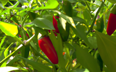 Tipi di peperoncino: tutte le qualità da coltivare, dai super piccanti ai peperoncini meno piccanti.