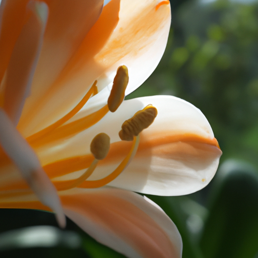 Clivia: tutto quello che devi sapere e che non ti è mai stato detto