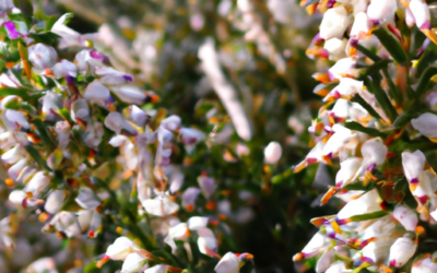 Erica pianta: tutto quello che devi sapere e che non ti è mai stato detto