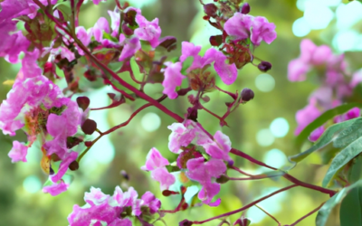 Lagerstroemia: tutto quello che devi sapere e che non ti è mai stato detto