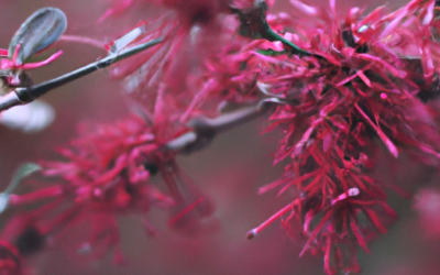 Loropetalum: che cos’è? Ecco cosa c’è da sapere