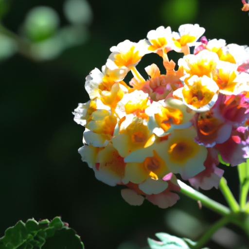 Lantana: tutto quello che devi sapere e che non ti è mai stato detto