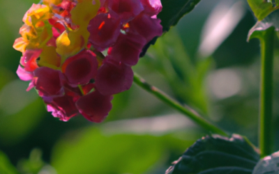 Lantana: tutto quello che devi sapere e che non ti è mai stato detto