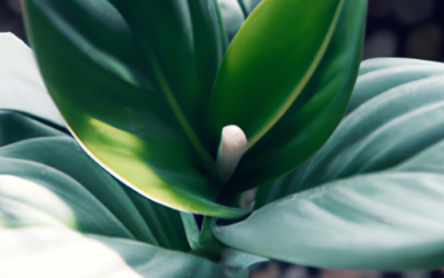 Zamioculcas: tutto quello che devi sapere e che non ti è mai stato detto
