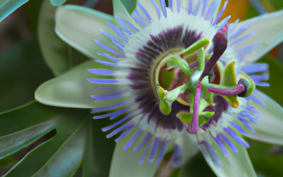 Passiflora fiore