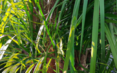 Rhapis excelsa: tutto quello che devi sapere, trattamenti e come coltivarla