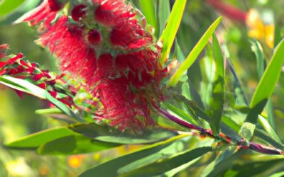 Callistemon: tutto quello che devi sapere, trattamenti e come coltivarla