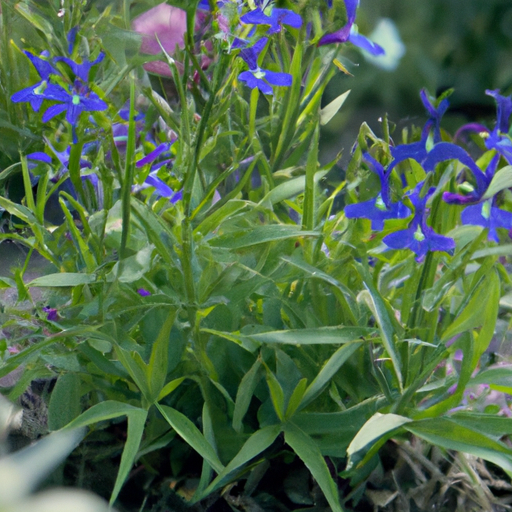 Lobelia: tutto quello che devi sapere, trattamenti e come coltivarla