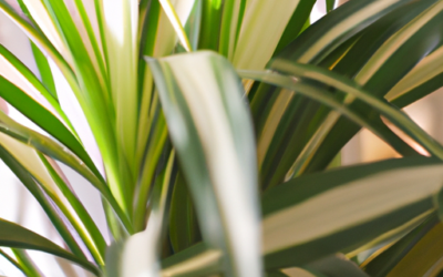Dracena: tutto quello che devi sapere, trattamenti e come coltivarla