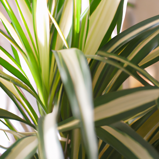 Dracena: tutto quello che devi sapere, trattamenti e come coltivarla
