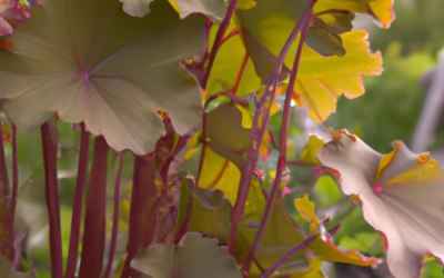 Heuchera: tutto quello che devi sapere, trattamenti e come coltivarla