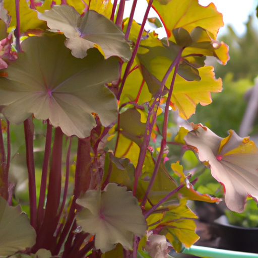 Heuchera: tutto quello che devi sapere, trattamenti e come coltivarla