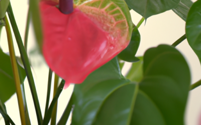 Anthurium: tutto quello che devi sapere, trattamenti e come coltivarla
