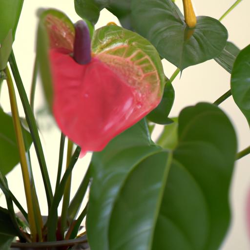 Anthurium: tutto quello che devi sapere, trattamenti e come coltivarla