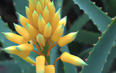 Agave: Guida 2026 a Pianta, Fiore e Coltivazione