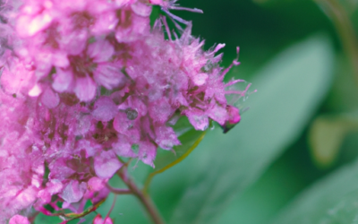 Spiraea japonica: Tutto quello che devi sapere
