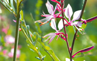 Gaura pianta: Tutto quello che devi sapere