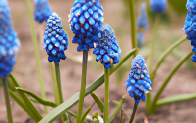 Armeniacum muscari