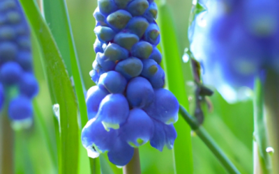 Muscari: tutto quello che devi sapere, trattamenti e come coltivarla