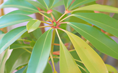 Schefflera: tutto quello che devi sapere, trattamenti e come coltivarla