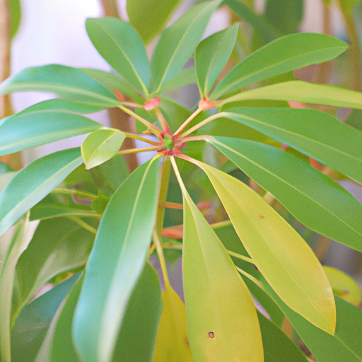 Schefflera: tutto quello che devi sapere, trattamenti e come coltivarla