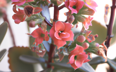 Kalanchoe: tutto quello che devi sapere, trattamenti e come coltivarla