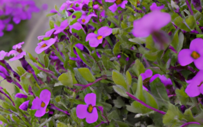 Aubretia: tutto quello che devi sapere, trattamenti e come coltivarla