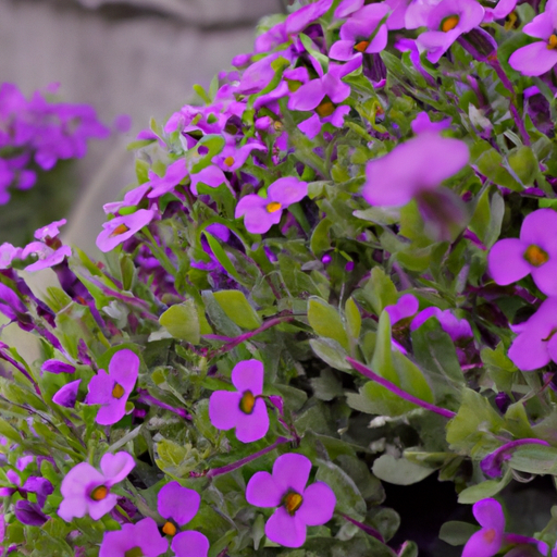 Aubretia: tutto quello che devi sapere, trattamenti e come coltivarla