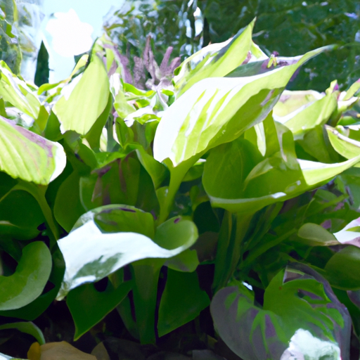 Hosta: tutto quello che devi sapere, trattamenti e come coltivarla
