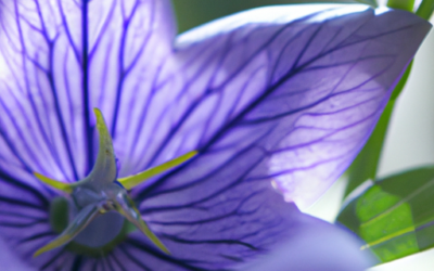 platycodon grandiflorus: Tutto quello che devi sapere