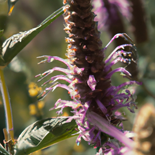 Agastache: Tutto quello che devi sapere 1 Agastache: Tutto quello che devi sapere