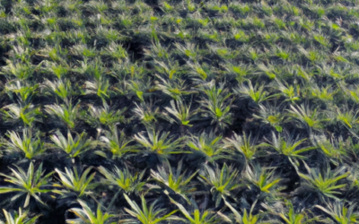 Coltivazioni ananas