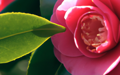 Camelia Japonica: Guida 2026 a Coltivazione e Cura