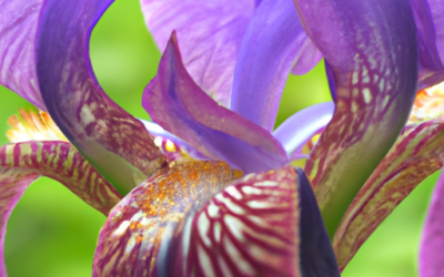 Iris hollandica: Tutto quello che devi sapere