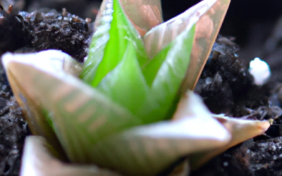 Haworthia: tutto quello che devi sapere, trattamenti e come coltivarla
