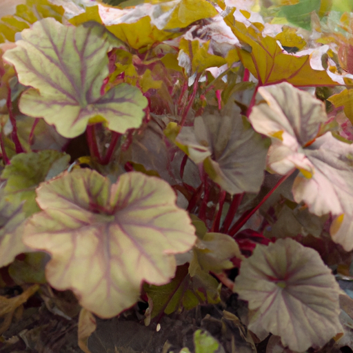 Heuchera: tutto quello che devi sapere, trattamenti e come coltivarla 1 Heuchera: tutto quello che devi sapere, trattamenti e come coltivarla