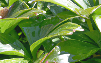 pachysandra terminalis: tutto quello che devi sapere, trattamenti e come coltivarla