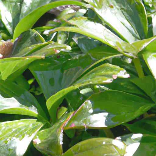 pachysandra terminalis: tutto quello che devi sapere, trattamenti e come coltivarla