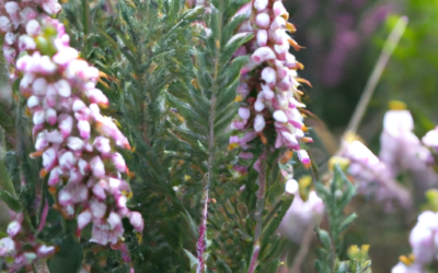 Erica pianta: tutto quello che devi sapere, trattamenti e come coltivarla