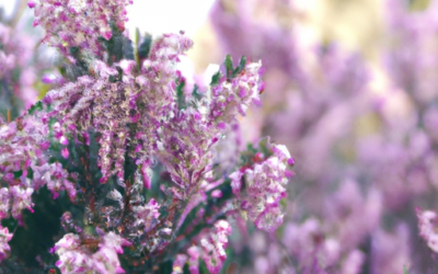 Fiore erica