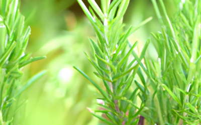 Semini di chia: tutto quello che devi sapere per il tuo giardino