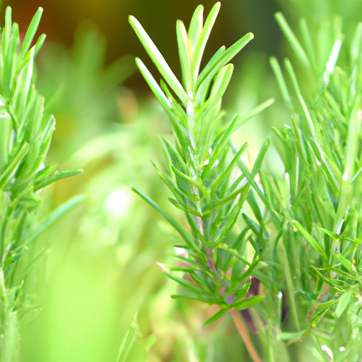 Semini di chia: tutto quello che devi sapere per il tuo giardino