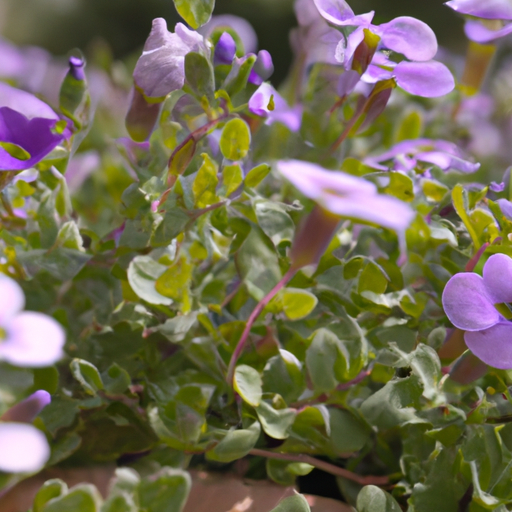Aubretia: tutto quello che devi sapere, trattamenti e come coltivarla 1 Aubretia: tutto quello che devi sapere, trattamenti e come coltivarla
