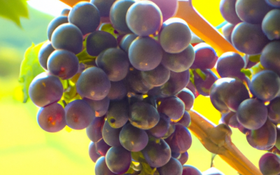 Uva vittoria: Tutto quello che devi sapere, come trattarla naturalmente