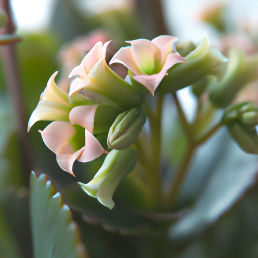 Kalanchoe: tutto quello che devi sapere, trattamenti e come coltivarla 1 Kalanchoe: tutto quello che devi sapere, trattamenti e come coltivarla