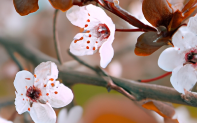 Prunus Cerasifera: Coltivazione, Cura e Varietà Ornamentali