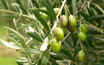 Olivo leccino: Tutto quello che devi sapere come trattarla naturalmente