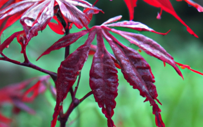 Acer palmatum: tutto quello che devi sapere, trattamenti e come coltivarla
